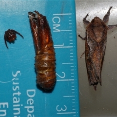 Elhamma australasiae at Freshwater Creek, VIC - 7 Mar 2025 02:45 PM