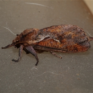 Elhamma australasiae at Freshwater Creek, VIC - 7 Mar 2025 02:45 PM