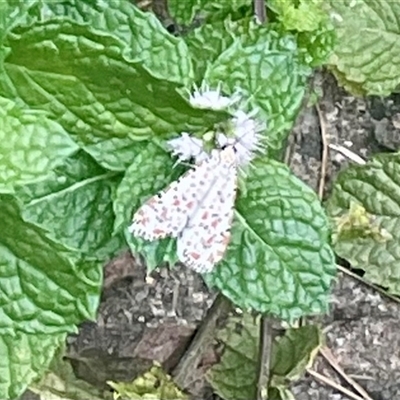 Utetheisa (genus) (A tiger moth) at Higgins, ACT - 16 Mar 2025 by Jennybach