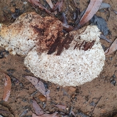 Laetiporus portentosus at Penrose, NSW - suppressed