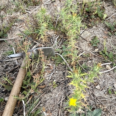 Carthamus lanatus (Saffron Thistle) at Yarralumla, ACT - 16 Mar 2025 by KMcCue