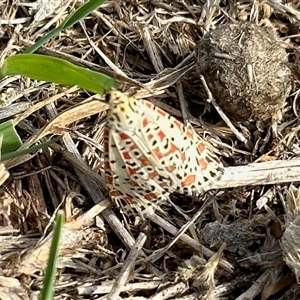 Utetheisa pulchelloides at Yarralumla, ACT - 16 Mar 2025 09:07 AM