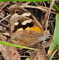 Heteronympha merope (Common Brown Butterfly) at Braidwood, NSW - 16 Mar 2025 by MatthewFrawley