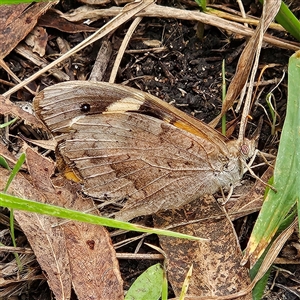 Heteronympha merope at Braidwood, NSW - 16 Mar 2025 12:05 PM