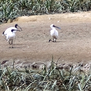 Platalea regia at Goulburn, NSW - 16 Mar 2025 11:10 AM