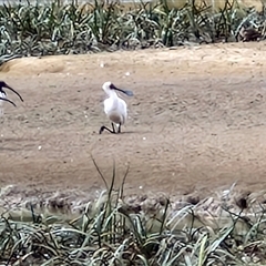 Platalea regia at Goulburn, NSW - 16 Mar 2025 11:10 AM