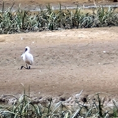 Platalea regia at Goulburn, NSW - 16 Mar 2025 11:10 AM