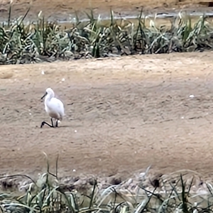 Platalea regia at Goulburn, NSW - 16 Mar 2025 11:10 AM