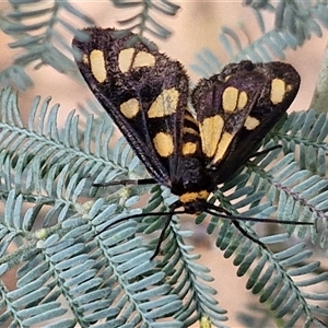 Amata (genus) at Goulburn, NSW - 16 Mar 2025 11:01 AM