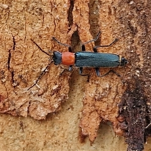 Chauliognathus tricolor at Goulburn, NSW - 16 Mar 2025 10:59 AM