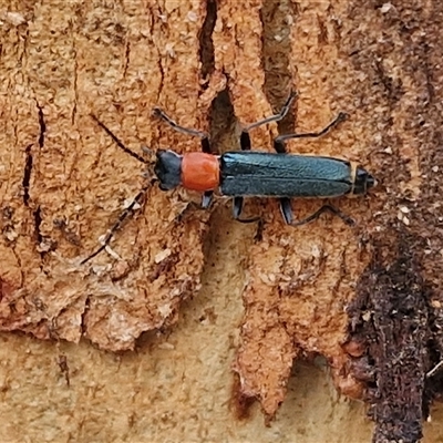 Chauliognathus tricolor (Tricolor soldier beetle) at Goulburn, NSW - 16 Mar 2025 by trevorpreston