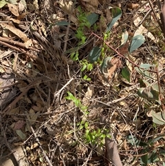 Asparagus asparagoides (Bridal Creeper, Florist's Smilax) at Campbell, ACT - 16 Mar 2025 by SilkeSma