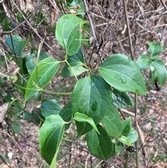 Clematis glycinoides (Headache Vine) at Campbell, ACT - 16 Mar 2025 by SilkeSma