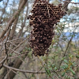 Ropalidia plebeiana at Hawker, ACT - 16 Mar 2025 08:32 AM