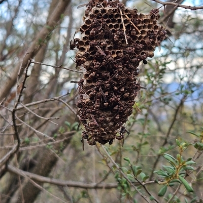 Ropalidia plebeiana (Small brown paper wasp) at Hawker, ACT - 16 Mar 2025 by sangio7