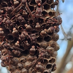 Ropalidia plebeiana at Hawker, ACT - 16 Mar 2025 08:32 AM