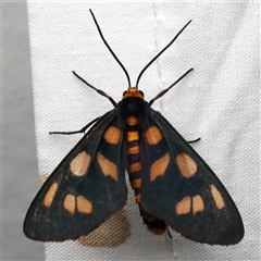 Amata (genus) (Handmaiden Moth) at Rosedale, NSW - 7 Mar 2025 by jb2602