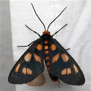 Amata (genus) at Rosedale, NSW - 7 Mar 2025 10:36 PM