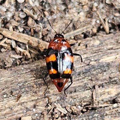 Scaphidium alpicola (A Shining Fungus Beetle) at Braidwood, NSW - 16 Mar 2025 by MatthewFrawley