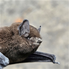 Unidentified Microbat at Braidwood, NSW - 16 Mar 2025 by MatthewFrawley