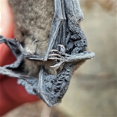 Unverified at suppressed - suppressed