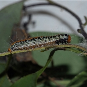 Epipaschiinae immature unidentifiedspecies at Lawson, ACT - 12 Mar 2025 11:23 AM