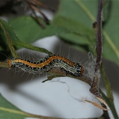 Epipaschiinae immature unidentifiedspecies at Lawson, ACT - 12 Mar 2025 11:23 AM