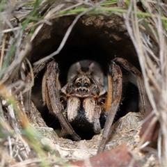 Tasmanicosa sp. (genus) (Tasmanicosa wolf spider) at Throsby, ACT - 12 Mar 2025 by TimL