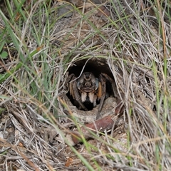Tasmanicosa sp. (genus) at Throsby, ACT - 12 Mar 2025 11:19 AM