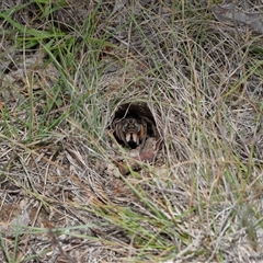 Tasmanicosa sp. (genus) at Throsby, ACT - 12 Mar 2025 11:19 AM