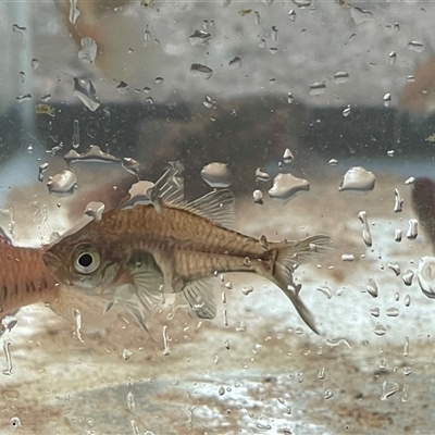 Unidentified Other Native Fish at Jacky Bulbin Flat, NSW - 8 Mar 2025 by Malcolmlegg