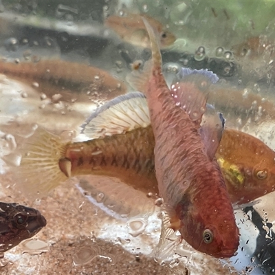 Unidentified Other Native Fish at Jacky Bulbin Flat, NSW - 8 Mar 2025 by Malcolmlegg