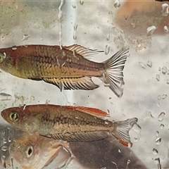 Unidentified Other Native Fish at Jacky Bulbin Flat, NSW - 8 Mar 2025 by Malcolmlegg