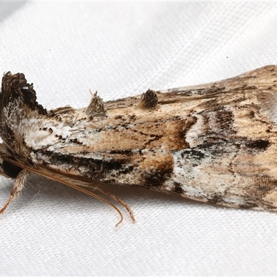 Alophosoma emmelopis (Bicoloured Crest) at Rosedale, NSW - 7 Mar 2025 by jb2602