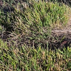 Microlaena stipoides (Weeping Grass) at Hawker, ACT - 15 Mar 2025 by sangio7