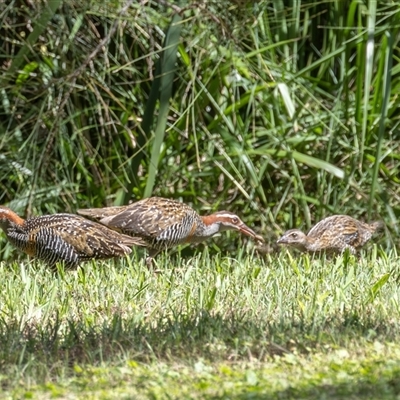 Gallirallus philippensis (Buff-banded Rail) at Port Macquarie, NSW - 16 Mar 2025 by rawshorty