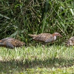 Gallirallus philippensis at Port Macquarie, NSW - 16 Mar 2025 12:15 PM