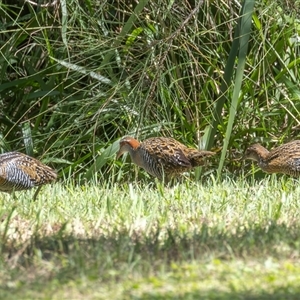 Gallirallus philippensis at Port Macquarie, NSW - 16 Mar 2025 12:15 PM