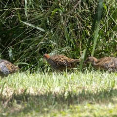 Gallirallus philippensis at Port Macquarie, NSW - 16 Mar 2025 12:15 PM