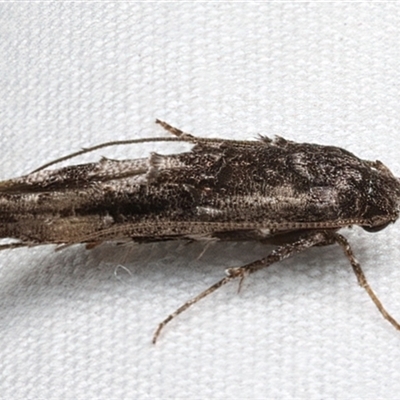 Leptozestis and Trachydora (genera) (A cosmet moth) at Rosedale, NSW - 7 Mar 2025 by jb2602