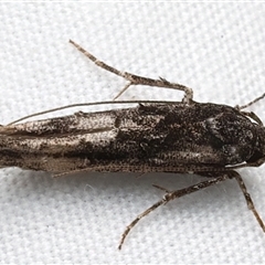 Leptozestis and Trachydora (genera) at Rosedale, NSW - 7 Mar 2025 09:07 PM
