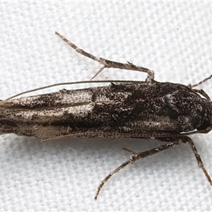 Leptozestis and Trachydora (genera) at Rosedale, NSW - 7 Mar 2025 09:07 PM