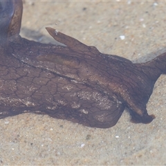 Unidentified Sea Slug, Sea Hare or Bubble Shell at Camden Head, NSW - 16 Mar 2025 by rawshorty