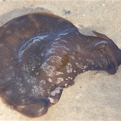 Unverified at suppressed - suppressed