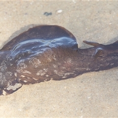 Unverified at suppressed - suppressed