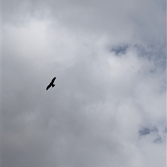 Milvus migrans (Black Kite) at Lawson, ACT - 16 Mar 2025 by mroseby