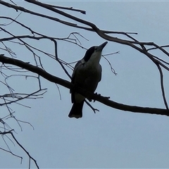 Cracticus torquatus (Grey Butcherbird) at Hawker, ACT - 16 Mar 2025 by sangio7