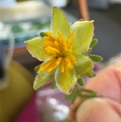 Unidentified Other Wildflower or Herb at Blaxlands Creek, NSW - 16 Mar 2025 by VickiC