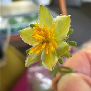 Hibbertia vestita at Blaxlands Creek, NSW - 16 Mar 2025 04:35 PM