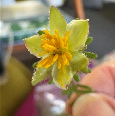 Unidentified Other Wildflower or Herb at Blaxlands Creek, NSW - 16 Mar 2025 by VickiC